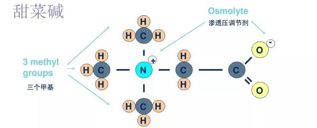 甜菜堿對人體肌膚的益處