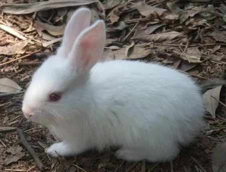 甜菜堿兔飼料