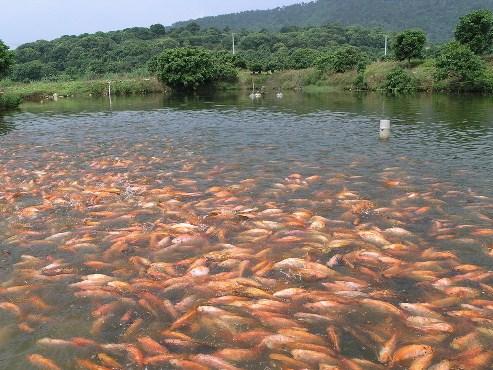 甜菜堿對(duì)水產(chǎn)養(yǎng)殖的重要性