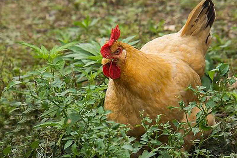 無水甜菜堿可替代肉雞飼料中蛋氨酸