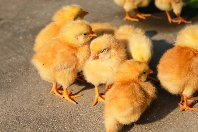 甜菜堿在飼料中有什么作用