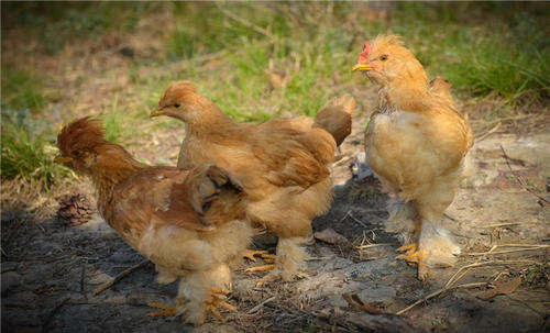 甜菜堿在蛋小雞飼料中的作用