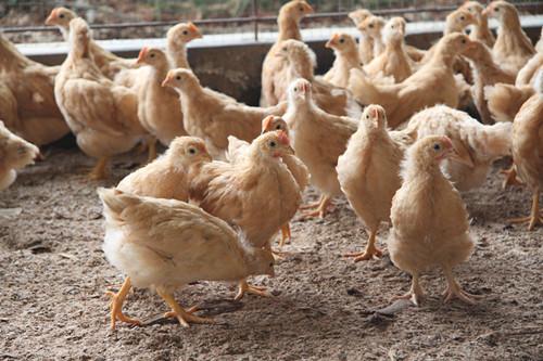 甜菜堿在雞飼料中的作用