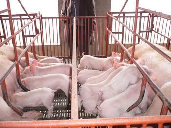 豬用添加劑飼料甜菜堿