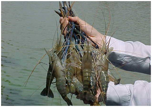 魚(yú)飼料生長(zhǎng)添加劑甜菜堿