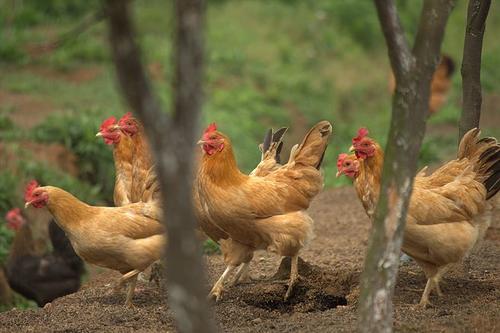 甜菜堿雞用飼料添加劑