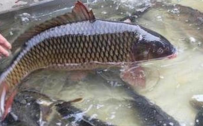 魚飼料常配添加劑甜菜堿