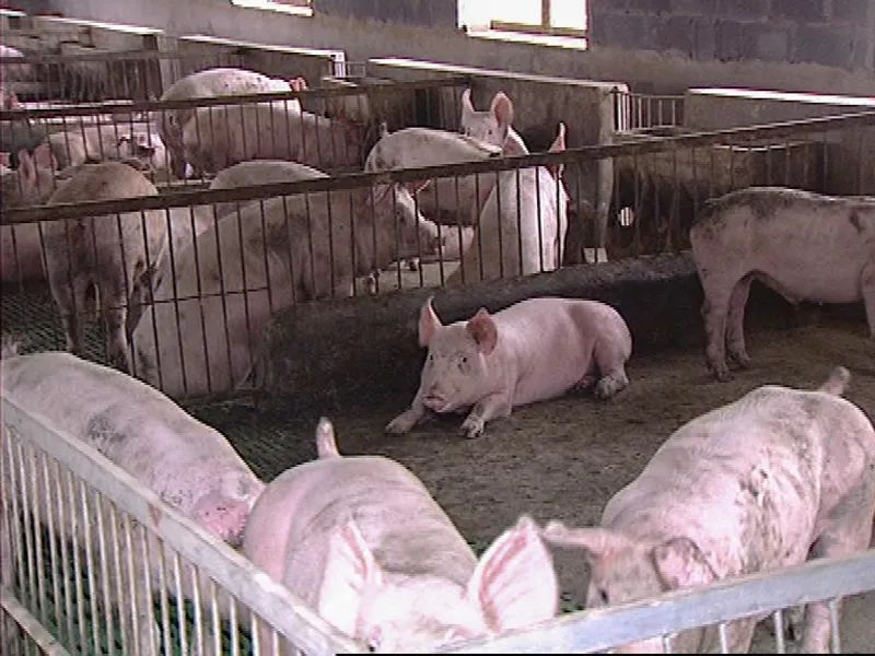 肉豬飼料添加劑