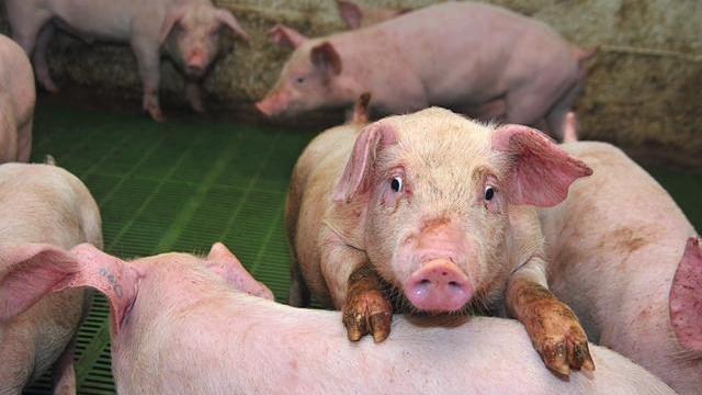 甜菜堿飼料添加劑促生長