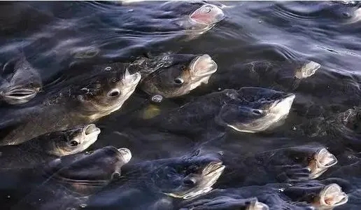 水產 飼料添加劑甜菜堿