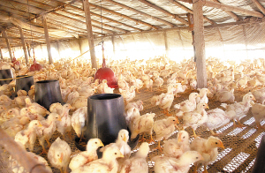 雞功能性飼料添加劑甜菜堿