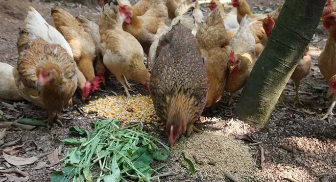 甜菜堿在蛋雞飼料中的作用