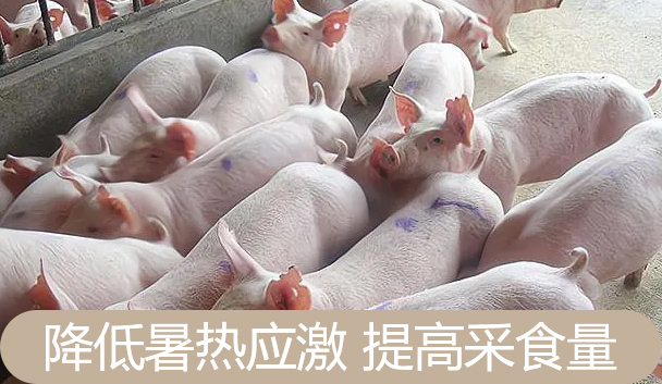 飼料甜菜堿可以改善豬腸道問題