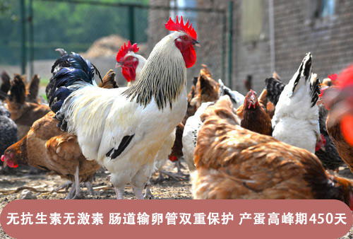 甜菜堿被添加在家禽飼料中的作用