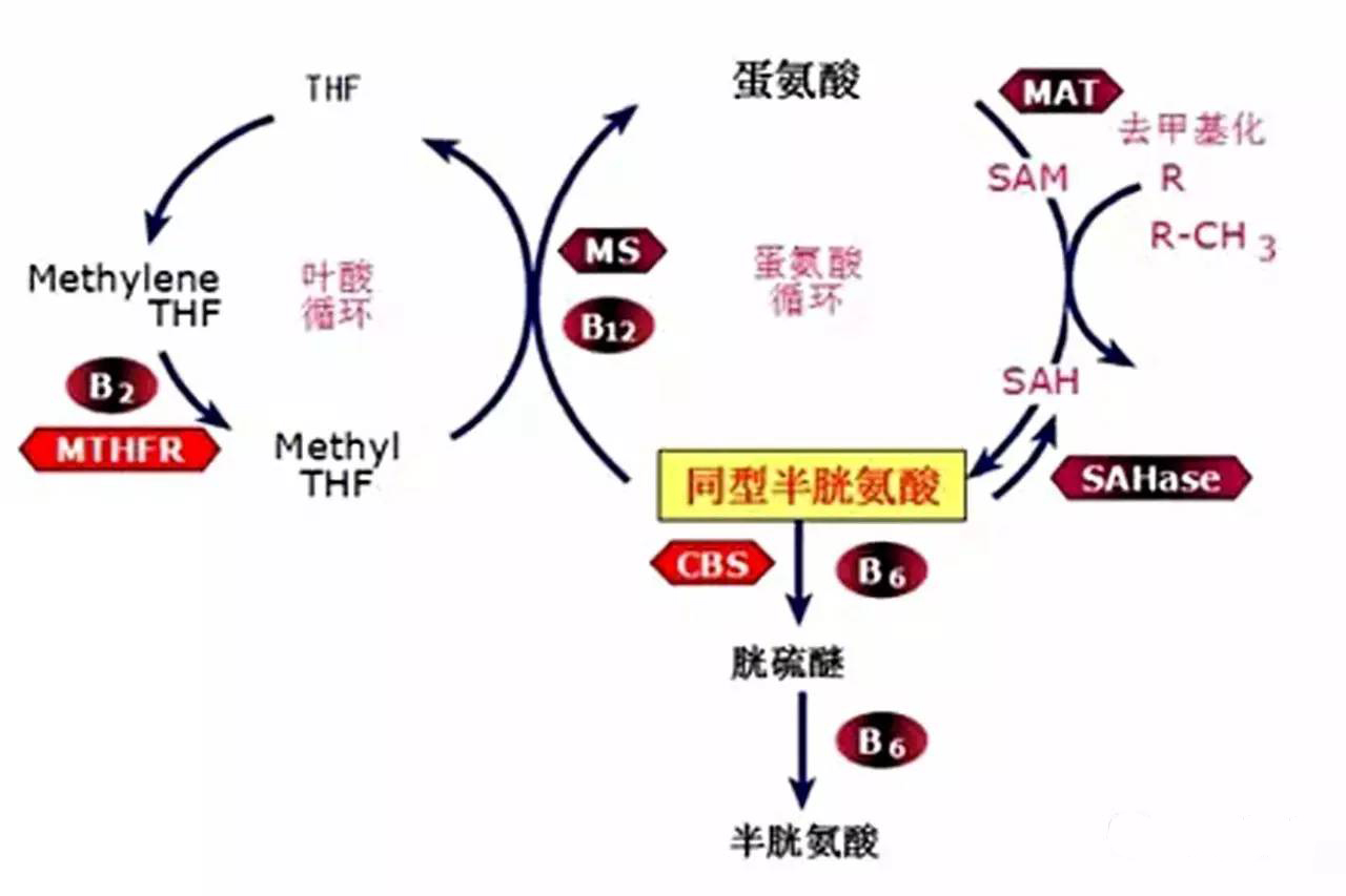 無水甜菜堿，預(yù)防同型半胱氨酸積累