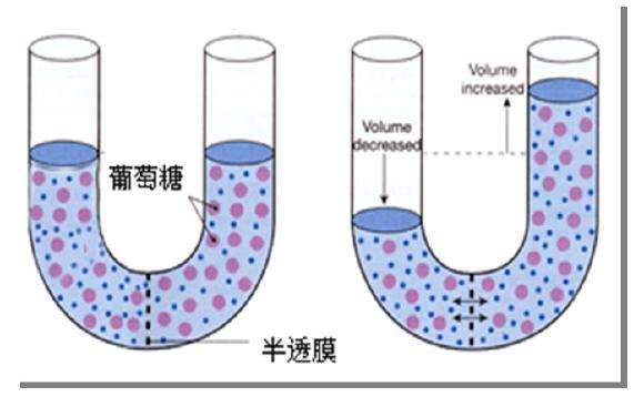 甜菜堿飼料添加劑調(diào)節(jié)體內(nèi)滲透壓：提升動(dòng)物健康與生產(chǎn)效益的關(guān)鍵