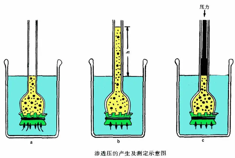 甜菜堿調(diào)節(jié)滲透壓：理解其功能與應(yīng)用