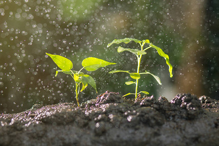 噴施甜菜堿：拯救植物幼苗的抗旱守護(hù)者