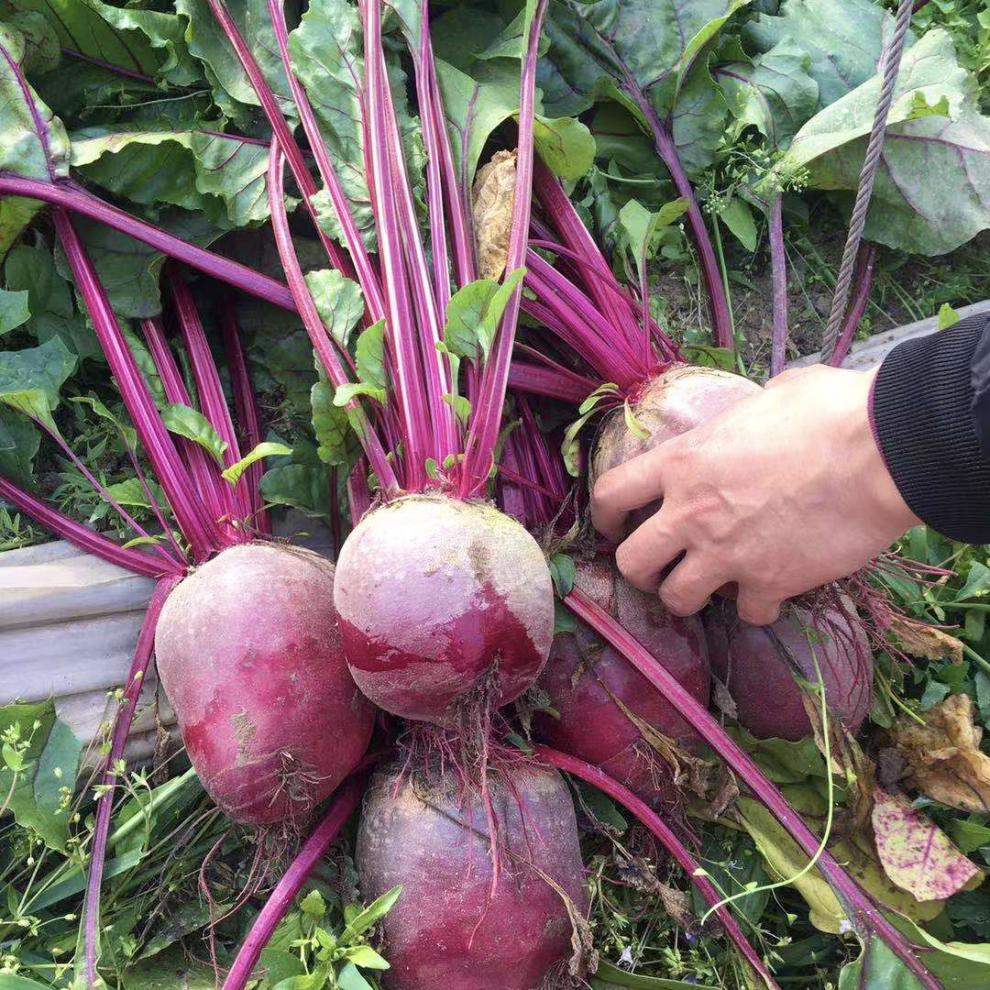 甜菜堿通常能夠起到降壓、抗氧化、殺菌消炎、促進脂肪代謝、促進腸胃蠕動等功效與作用，對身體會有一定的好處。