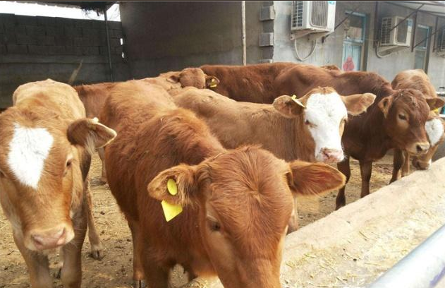 飼料級氯化膽堿與改善肉質(zhì)