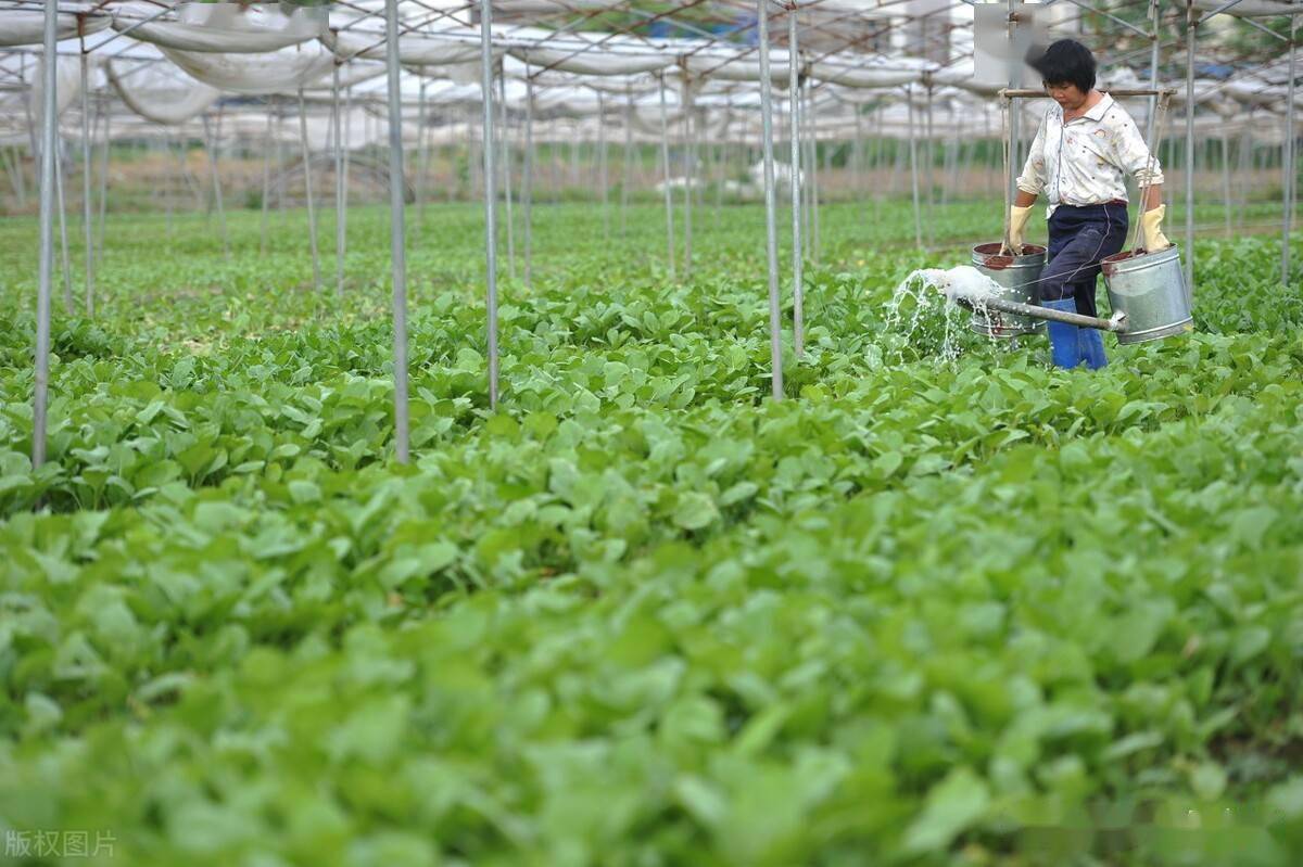 氯化膽堿：植物光合作用的黃金促進劑，助力葡萄、芒果增產！