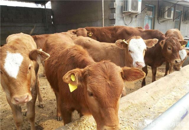 降低肉牛飼料成本就使用甜菜堿