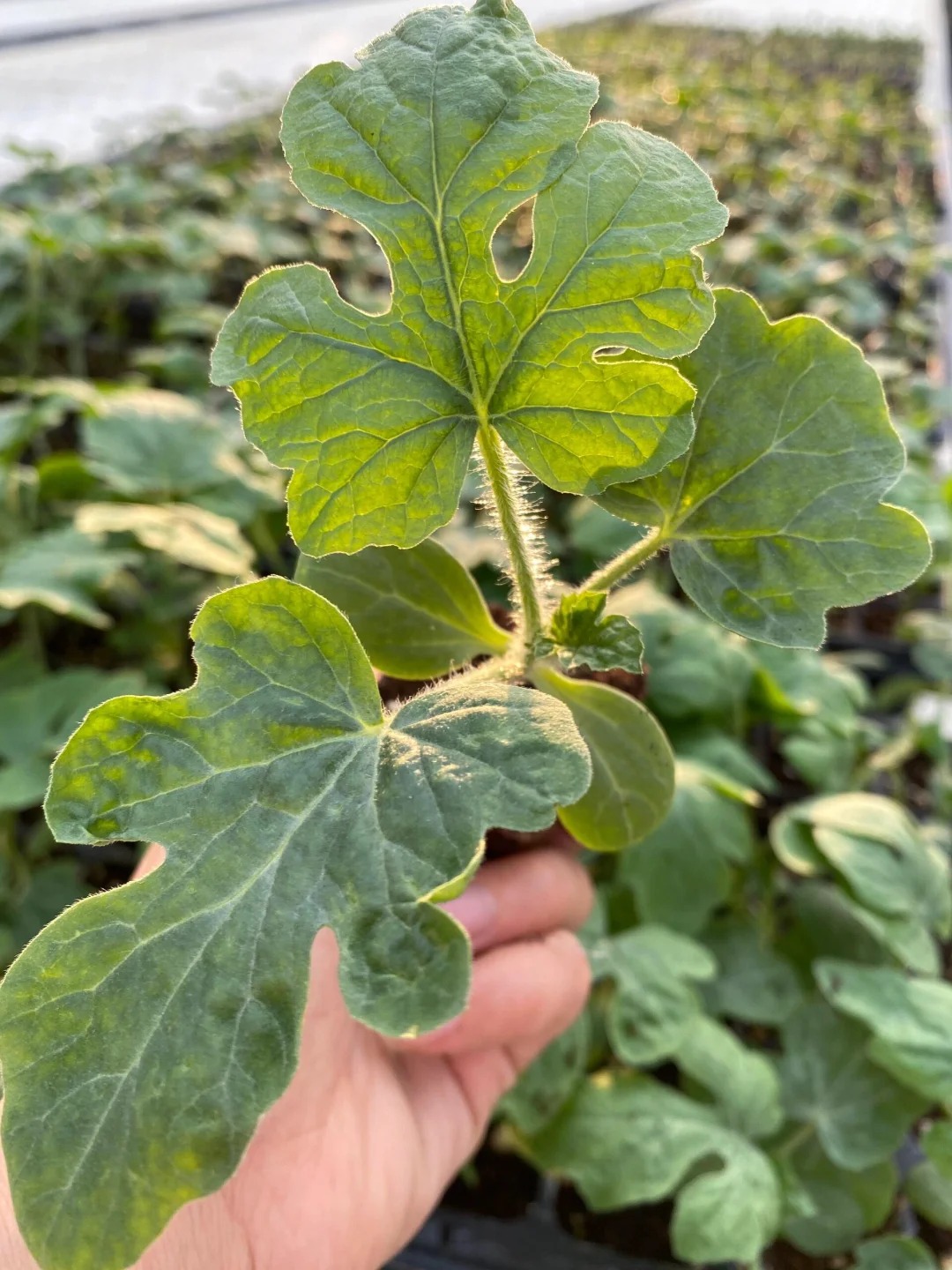 復(fù)合甜菜堿是一種高效營養(yǎng)型添加劑