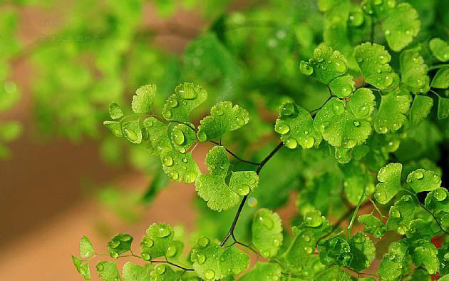 甜菜堿：點(diǎn)燃植物生機(jī)，助力豐收的神奇養(yǎng)分素