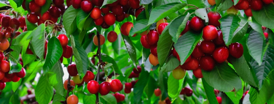 無(wú)水甜菜堿在植物上應(yīng)用