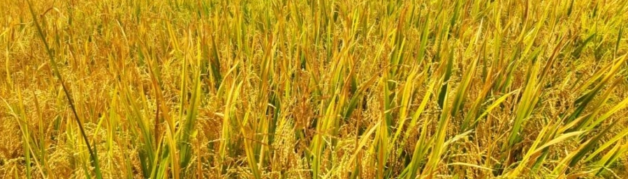 甘氨酸甜菜堿