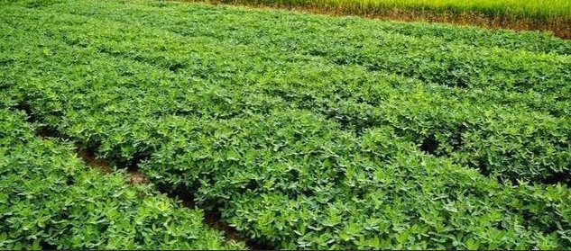 甜菜堿在花生種植上作用