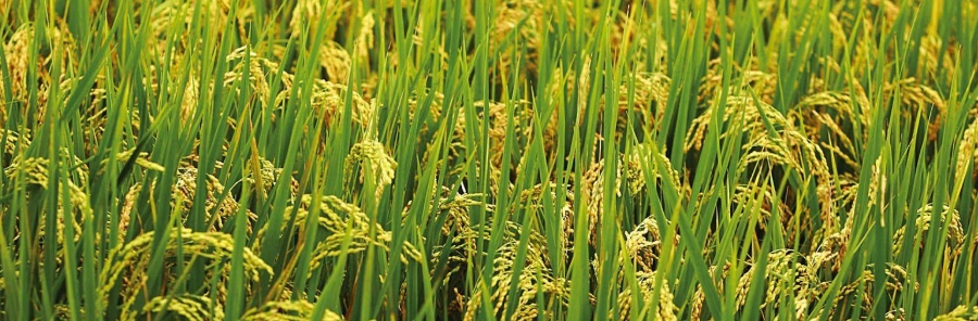 甜菜堿在植物根莖上的作用