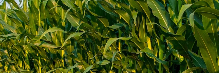 農(nóng)業(yè)無水甜菜堿